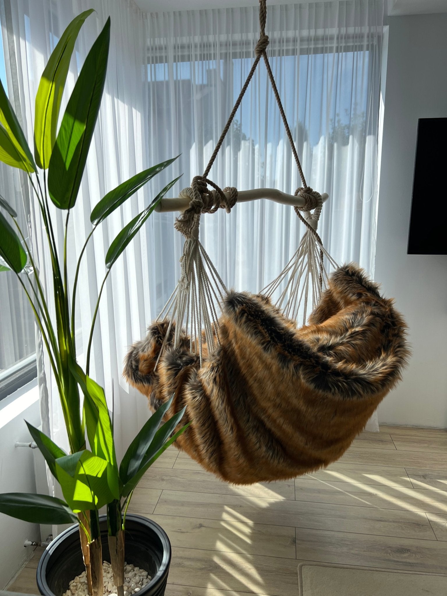 Trofeu regal - HANGAROUND